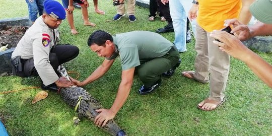 Polisi Tembak Mati Buaya yang Terkam Bocah