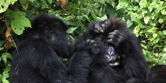 Hutan Dibabat Sampai ke Akarnya, Virus dari Hewan Liar Merajalela ke Manusia