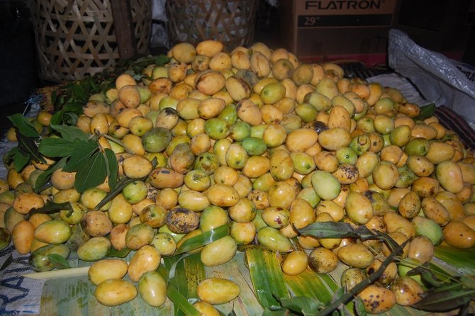 mencicipi manisnya mangga toba buah berukuran mini khas samosir