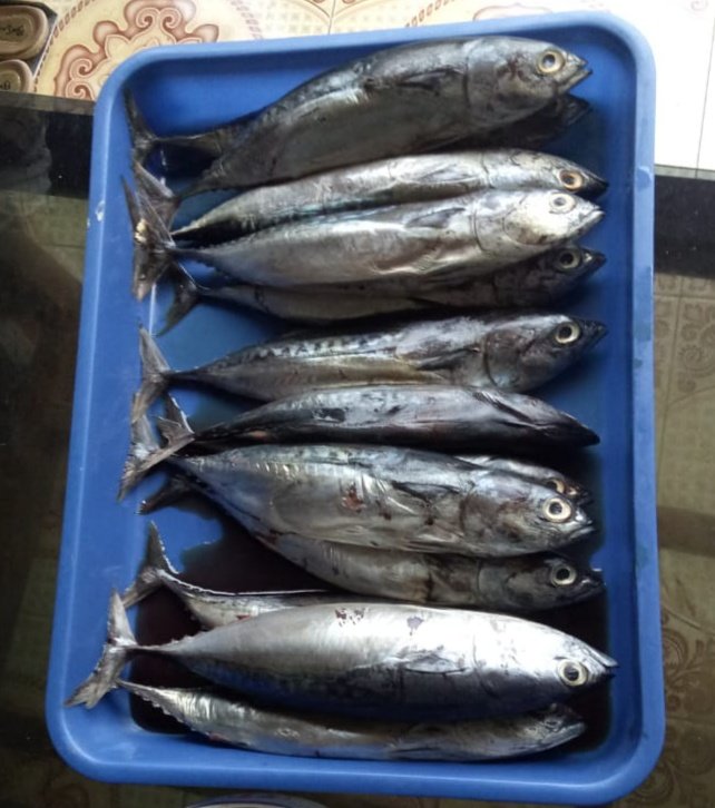 ikan tongkol diduga beracun di jember