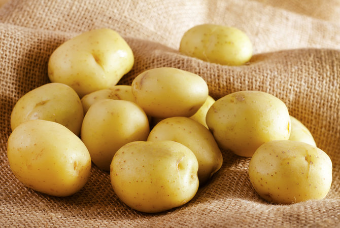 ilustrasi kentang putih