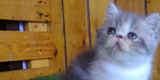 3 Makanan Kucing Persia Terbaik, Bagus untuk Perawatan Bulu