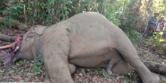 Gajah Sumatera di Inhu Ditemukan Mati Mengenaskan dengan Belalai Terpotong