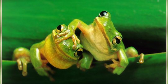 CEK FAKTA: Hoaks Foto Katak Mati Karena Virus Corona