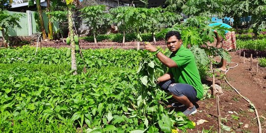 Mencungkil Karang Untuk Bertani Petani Milenial Ntt Raup Omzet Rp 200 Juta Merdeka Com