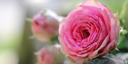 10 Jenis Bunga Mawar Yang Ada Di Dunia Keindahan Dari Lambang Kasih Sayang Merdeka Com