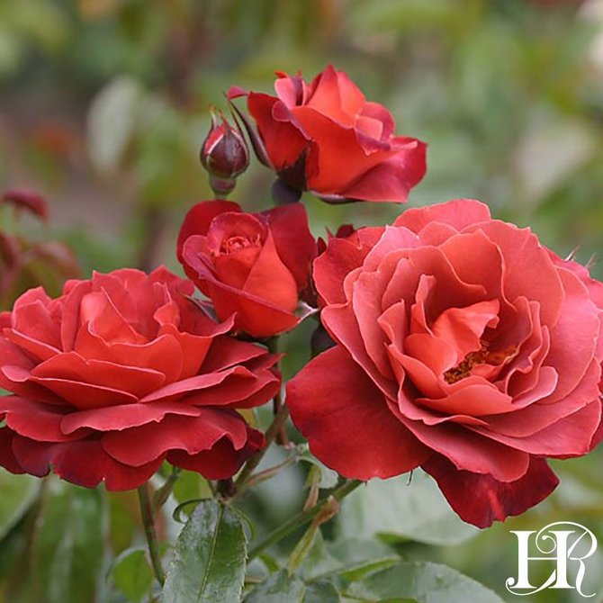10 Jenis Bunga Mawar Yang Ada Di Dunia Keindahan Dari Lambang