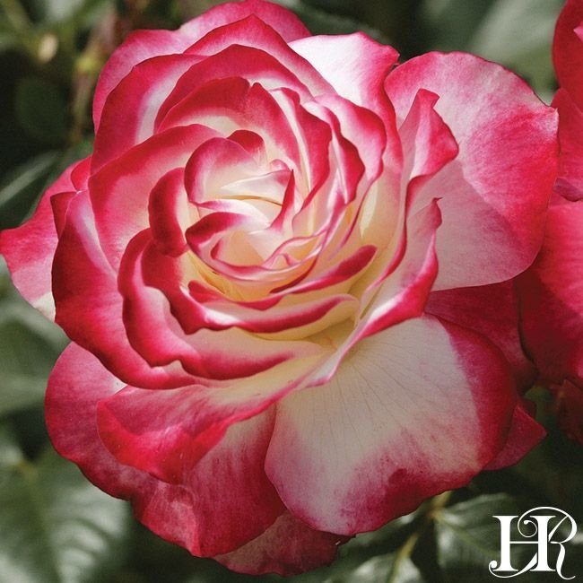 10 Jenis Bunga  Mawar  yang Ada di Dunia Keindahan  dari  