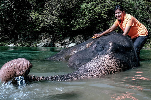 bermain bersama gajah di ekowisata tangkahan the hidden paradise of sumatera utara