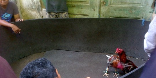 26 Orang Asyik Judi Sabung Ayam saat PSBB Ditangkap di Bekasi, Uang Rp 4 Juta Disita