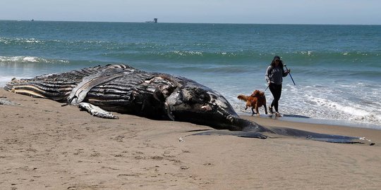 Paus Bungkuk Mati Terdampar di Pantai California