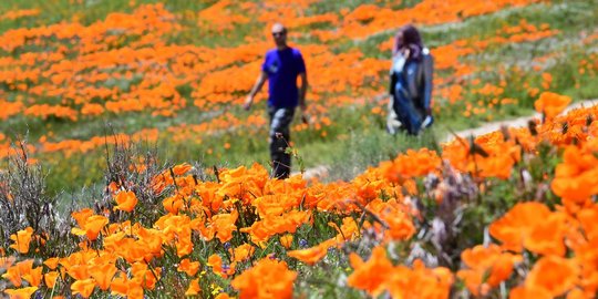 Bunga Poppy Bermekaran di Antelope Valley, Pihak Pengelola Siapkan Live Streaming