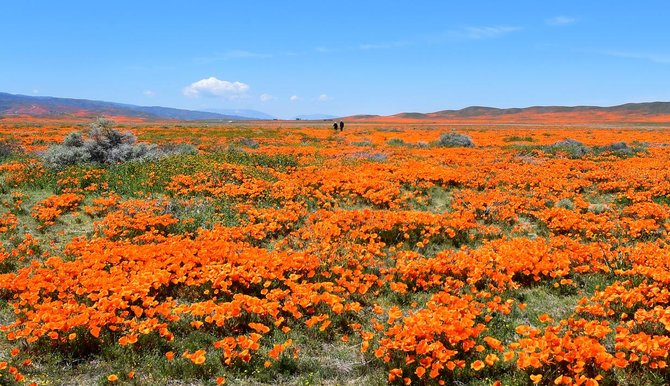 bunga poppy bermekaran di antelope valley california