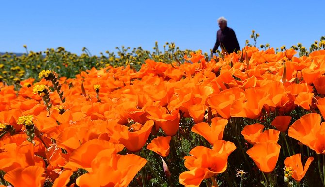 bunga poppy bermekaran di antelope valley california