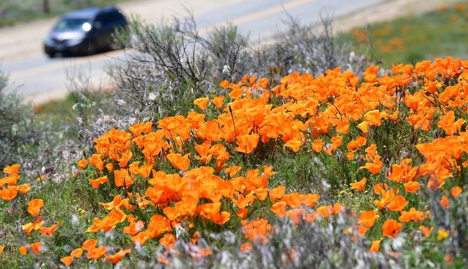 bunga poppy bermekaran di antelope valley california