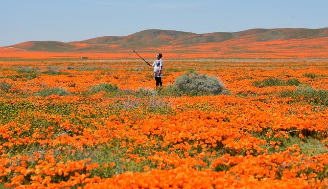 bunga poppy bermekaran di antelope valley california