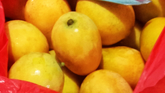 mencicipi manisnya mangga toba buah berukuran mini khas samosir