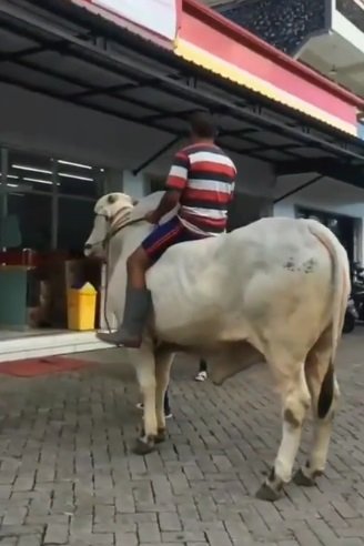 pria ke minimarket tunggangi sapi