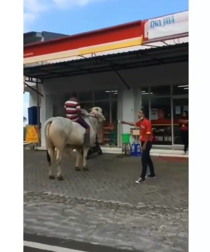 pria ke minimarket tunggangi sapi