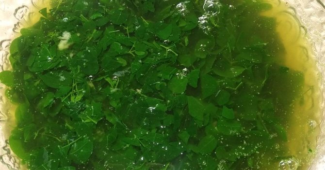 sayur bening daun kelor
