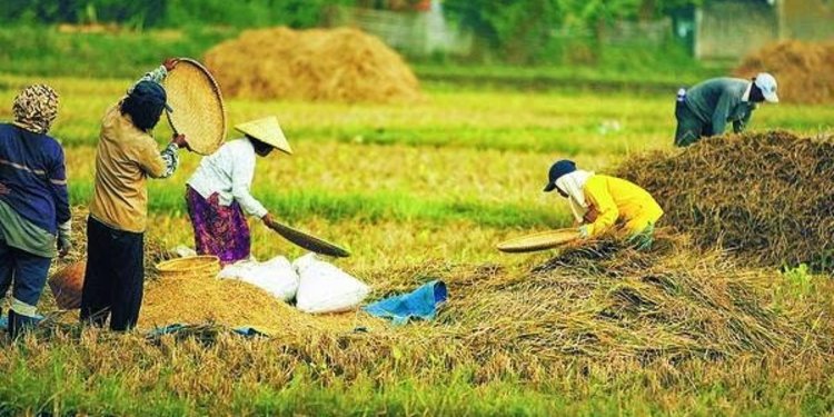 Marsialapari Tradisi Gotong Royong Yang Mengakar Kuat Di Masyarakat Mandailing Merdeka Com