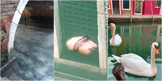 Bebas Motorboat, Perairan Jernih Venesia Disambangi Ubur-Ubur hingga Lumba-Lumba