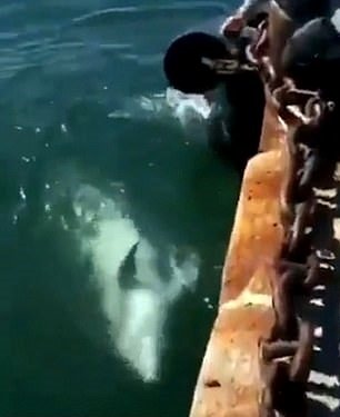 pemandangan di perairan venesia selama lockdown