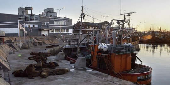 Kawanan Singa Laut Kuasai Pelabuhan di Argentina saat Lockdown