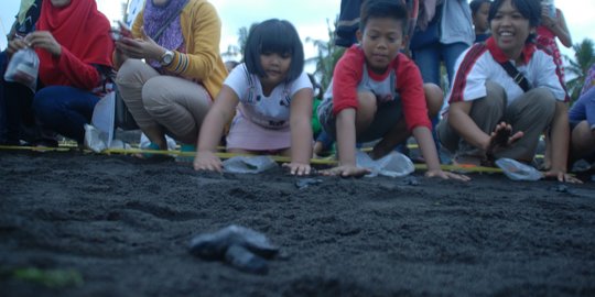 Destinasi Wisata di Banyuwangi Tutup Cegah Wabah, Penyu Lebih Bebas Bertelur