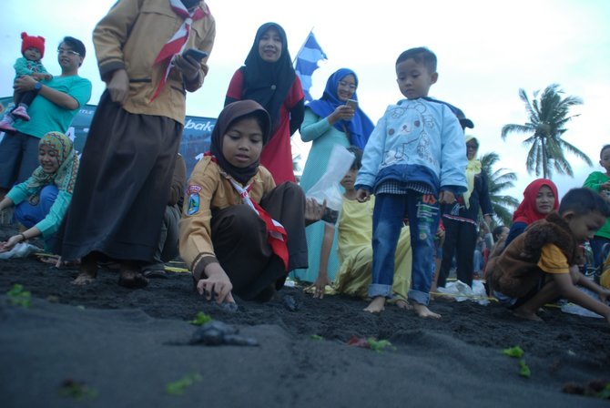 pelepasliaran penyu di banyuwangi