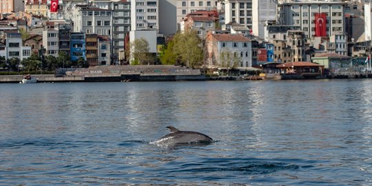 Penampakan Lumba-Lumba di Selat Bosphorus saat Turki Lockdown