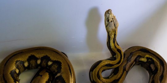 Ular Piton Sepanjang 2 Meter Bergelantungan di Atap Rumah Warga Tuban