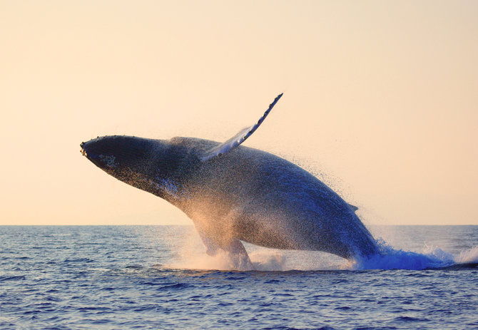 ikan paus humpback