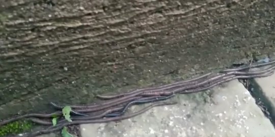 Cacing Berjumlah Banyak Tiba-Tiba Muncul di Halaman Rumah Warga Tabanan