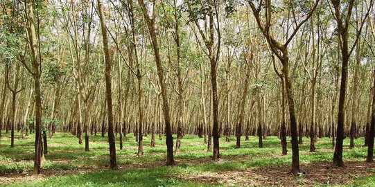 Dampak Corona, Harga Karet di Tingkat Petani Sumsel Anjlok