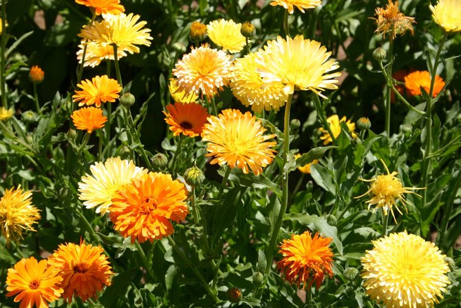 edible flowers