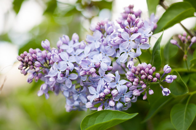 edible flowers