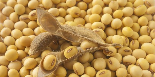 9 Jenis Kacang yang Kaya Nutrisi dan Populer di Indonesia