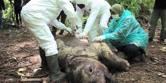 Diduga Diracun, Gajah Jantan Muda Mati di Hutan Aceh Jaya