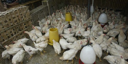 Klarifikasi Kementan Soal Anggaran Pengadaan Ayam Rp770.000 per Ekor