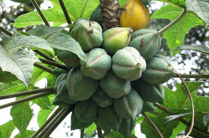 buah carica