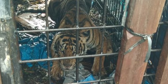 Sering Muncul di Permukiman Warga, Harimau Sumatera Ditangkap Petugas