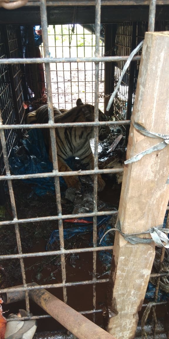 harimau sumatera ditangkap petugas di indragiri hilir