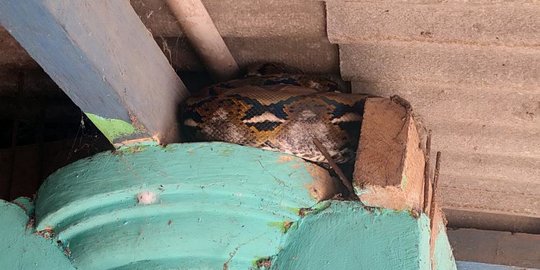 Kabur Dua Minggu, Ular Piton Bersembunyi di Atap Rumah Warga Bekasi