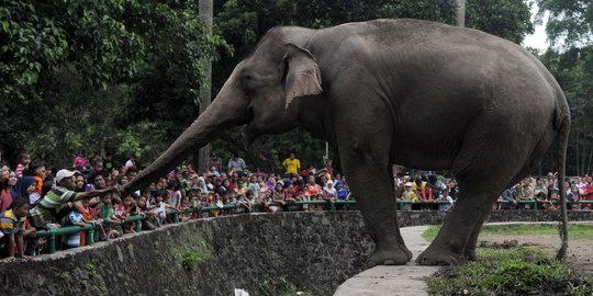 Taman Margasatwa Ragunan Pastikan Stok Pakan Hewan Aman