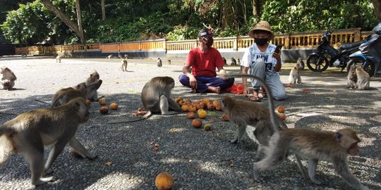 Warga Sumbang Makanan Antisipasi Kelaparan Ribuan Monyet di Alas Kedaton