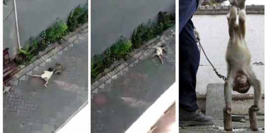 Viral, Video Topeng Monyet Seret Anak Kecil Hingga 3 Meter Lebih