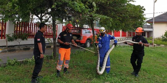 Ular Piton 3,5 Meter Masuk Kompleks Pabrik Rokok di Tuban, Bikin Geger Karyawan