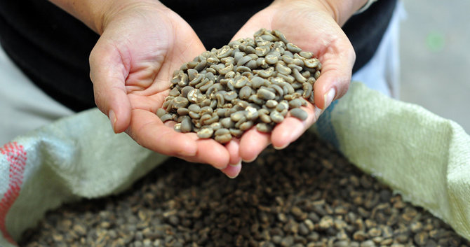 mencicipi kopi lintong kopi khas toba dengan cita rasa dunia