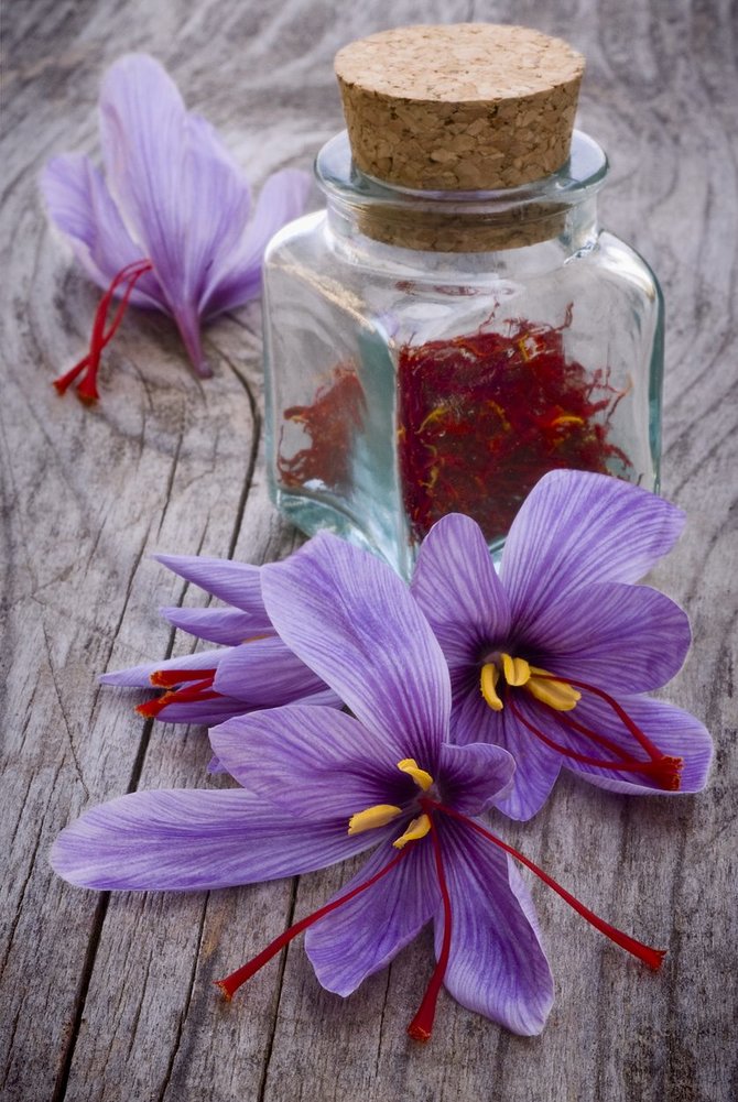bunga saffron